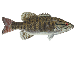 smallmouth bass